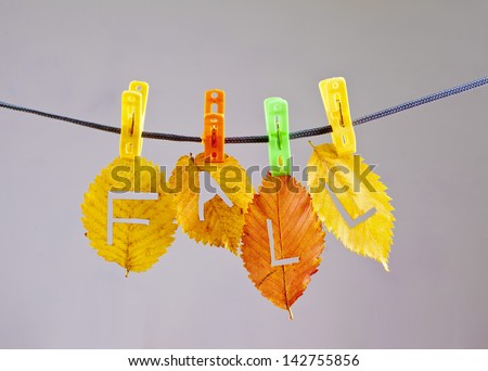 Colorful fall leaves hanged on clothesline with clips carved with a knife letters - F a l l on gray background