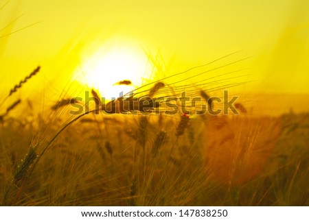 background of ripening ears of wheat field on the background of the setting sun