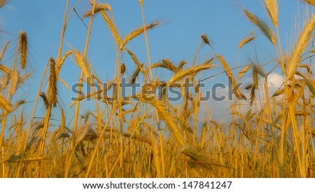 ripening ears of wheat field on the background of the setting sun on blue sky with clouds Wheat field and  sky with clouds