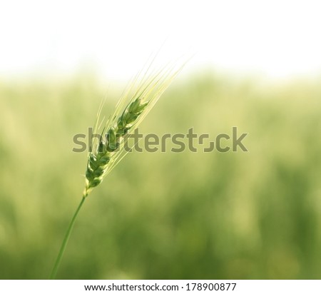 Background of Green and yellow spring wheat field  and sky  Copy space for inscription