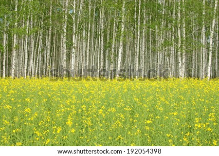 background image of yellow flowers raps meadow in Russia Rape fresh green field, plant for bio gas production