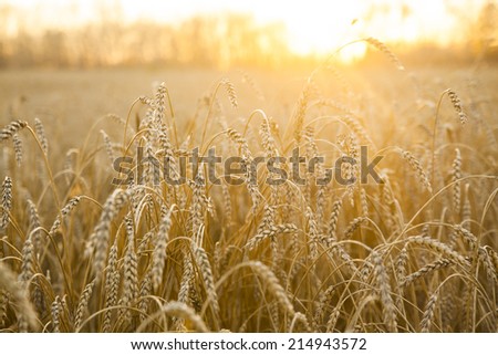 Close up nature photo Idea of a rich harvest backdrop of ripening ears of yellow wheat field on the sunset cloudy orange sky background Copy space of the setting sun rays on horizon in rural meadow