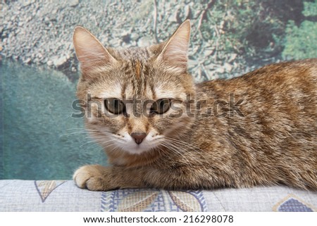 domestic resting cat above sofa, face close up, small  lazy kitten looking at the camera against wall texture