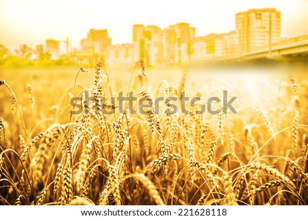 ripening ears of yellow wheat field on sunset cloudy sky City in heart town house background Copy space of the setting sun rays on horizon in rural meadow Close up nature photo Idea of a rich harvest