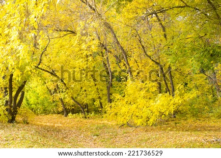 Empty Background of Dry yellow and green leaves on fall trees in a beautiful park Pathway through autumn forest backdrop Sun light on leaf No people