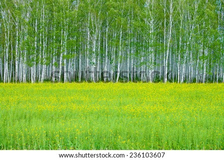 background image photo of yellow flowers raps meadow in Russia Rape fresh green field against summer trees in fresh forest backdrop , plant for bio gas production Empty copy space for inscription
