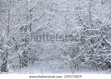 Winter snowy trees and grass background. Snow landscape with trees backdrop Good cold weather outdoor or outside