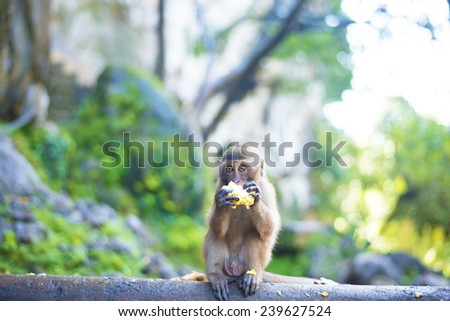 Alone monkey eating corn Animal sit on big stone against rock hill mountain with green summer trees on blurred background Empty copy space for inscription
