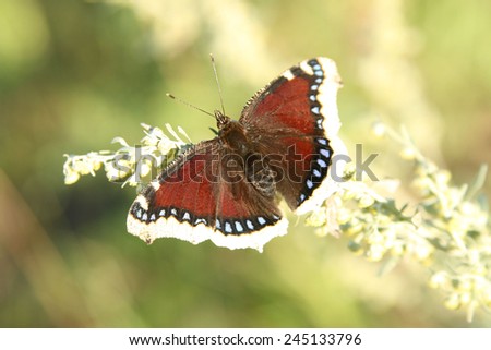Beautiful brown red butterfly, a common insects, close-up pictures against fresh green grass Insect sit on white blossom flower Empty space for inscription