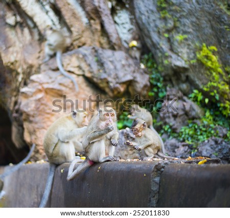 Four monkey eating corn Animal sit on big stone against rock hill mountain with green summer trees on blurred background Empty copy space for inscription