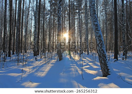 Cold season backdrop of Snowy russian forest trees at dawn. Sunrise or sunset, beautiful nature background Sun rays against blue winter sky