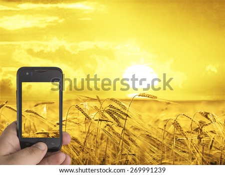 Man hand hold in hand cell mobile phone Make photo of wheat field on the sunset sky background Copy space of setting sun rays on horizon in rural meadow Close up nature photo Idea of a rich harvest