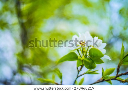 spring nature background of Beautiful fresh apple tree branch with sun light against blue sky on blossom bokeh backdrop Empty space for inscription Young leaves texture