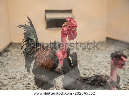 two big black and red  rooster in the barn Couple of pets stand on stones floor between walls Empty space for inscription