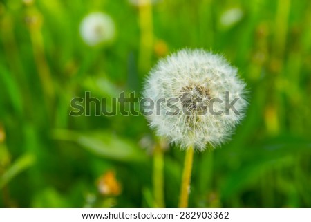 close up one dandelion spring flower with lots of detail against fresh green grass background Empty space for inscription Summer season backdrop