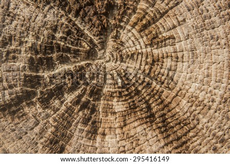 Vintage brown background of cracked section of old retro dry wood texture Grunge log tree cross section backdrop Empty space for inscription