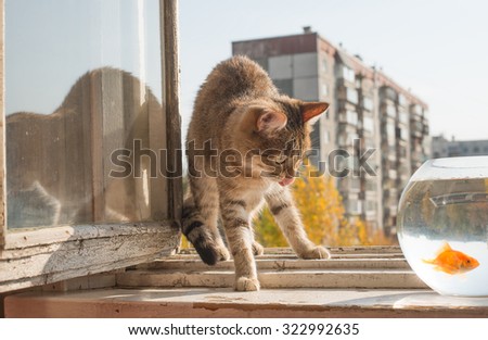 Open window. Gray funny Cat and golden Fish in aquarium standing on wooden Windowsill against blue sky and houses Empty space for inscription. Reflection in glass