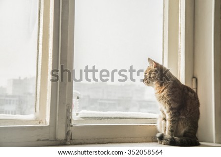 beautiful fluffy cat sits on the windowsill in the winter. portrait of young  cat near window with frost and snow