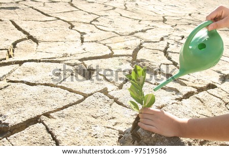 Seedling desert. Desert plants. Watered watering can bores in the desert