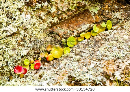 Plants on Rock
