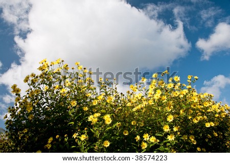 Flowers in a yellow bush with blue sky and clouds.