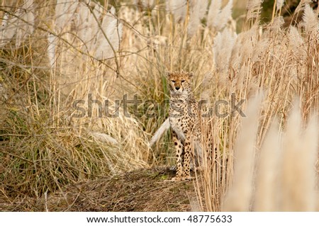 cheetahs camouflaging