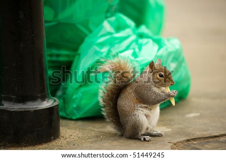 Squirrel by bin bags and lamp post eating a chip