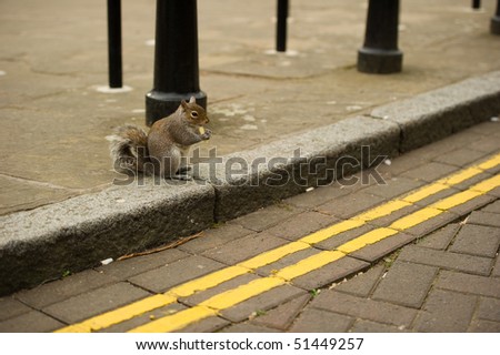 Squirrel at the side of the road eating a chip with bollards in back ground and copy space.