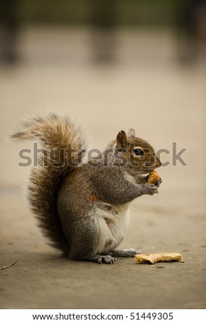Squirrel at the side of the road eating toast with copy space could be re edited for greeting card with toast replaced with instruments or tools.