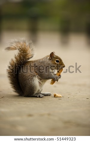 Squirrel at the side of the road eating toast with copy space could be re edited for greeting card with toast replaced with instruments or tools like a saxophone