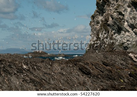Bird clifs on Colonsay with rock formation and copy space.