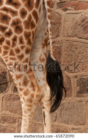 Giraffe back end shot with tail and wall in selective focus.