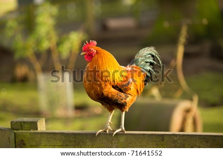 Jungle Fowl on fence rail in evening light with copy space and selective focus.