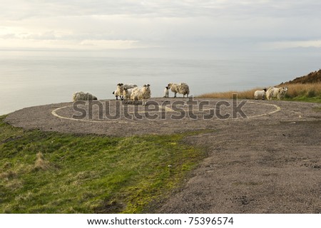 Sheep on the Helicopter landing pad by the Mull of Kintyre Lighthouse in evening light.