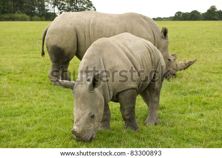 Baby Rhino in field with mother eating grass.