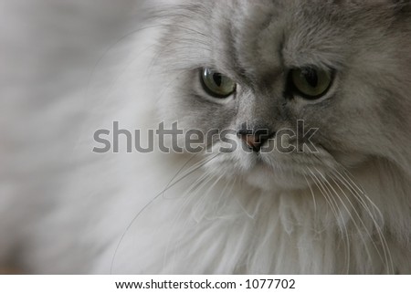 Our pet chinchilla grey Persian cat
