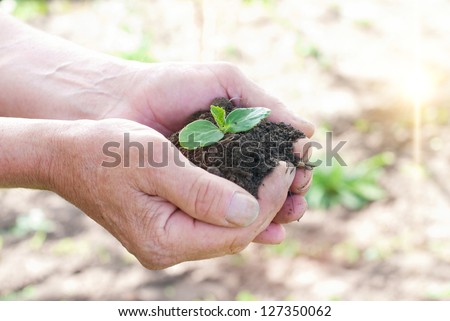 Human hands holding green small plant. New life concept, ecological concept