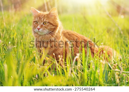 Cat in the Green Grass in Summer. Beautiful Red Cat with Yellow Eyes in Summer Sun Rays Outdoor