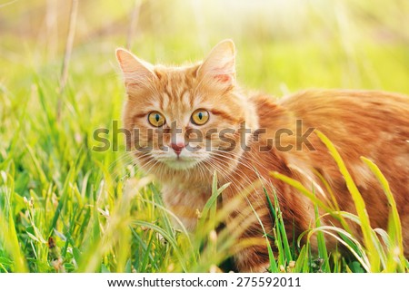 Cat in the Green Grass in Summer. Beautiful Red Cat with Yellow Eyes