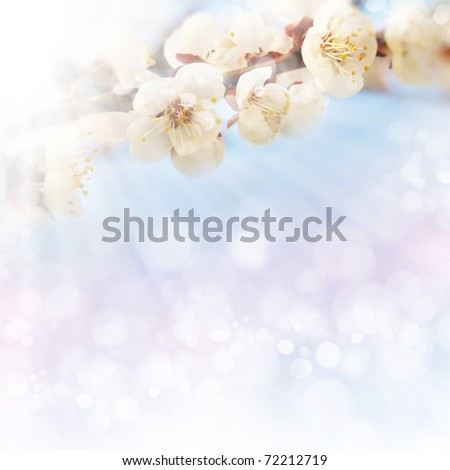 spring background, tender blur colors