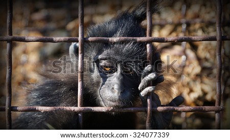Animal behind bars. Animal cruelty