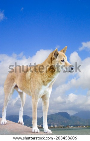 one dingo with Cairns city in the background