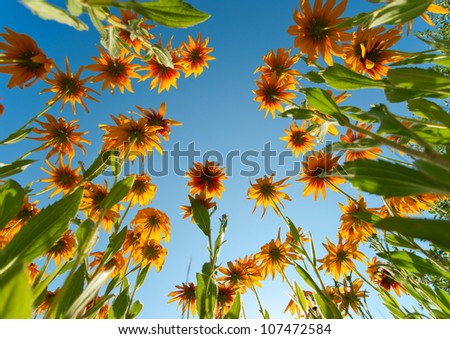 Yellow flowers over blue sky background