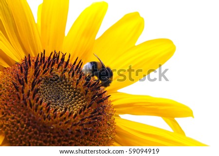 Bumble-bee on sunflower isolated on white