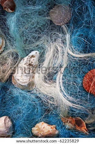 Still-life with seashells and blue and white fibres