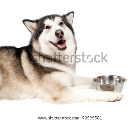 White Malamute Dog