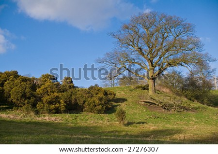 English countryside - A oak tree on small hill. A photograph of a oak tree on a small hill, in very early spring. The photograph was taken in the countryside between Oakamoor and Alton.