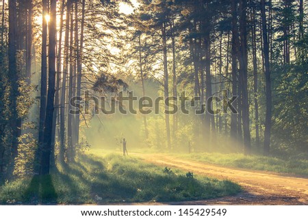Evening forest with sun and volume light