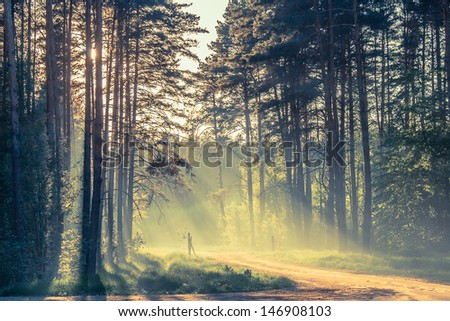 Evening forest with sun and volume light