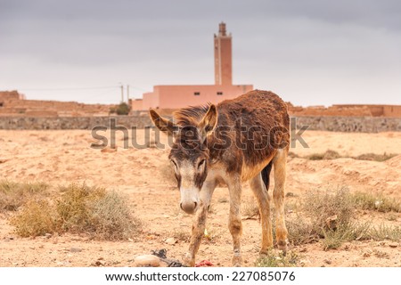Brown donkey at field at summer. Morocco